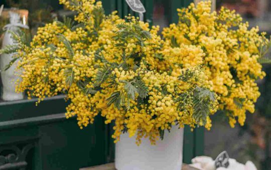 mimose